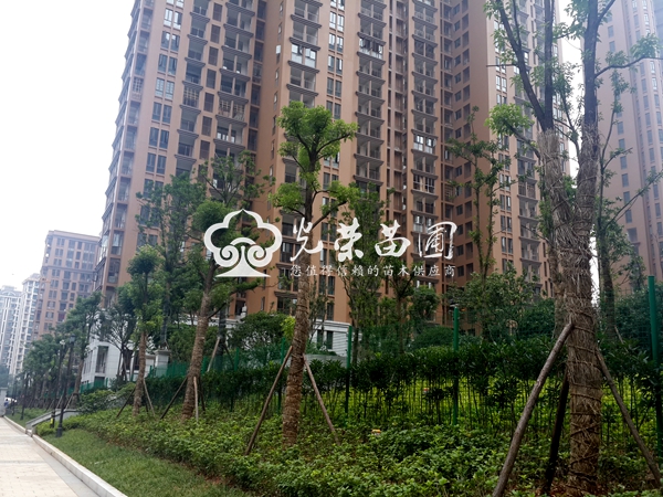 如何防止苗木定植后“假死”和“假活”
