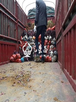 红继木 杜鹃 红叶石楠 蚊母等小苗发至重庆