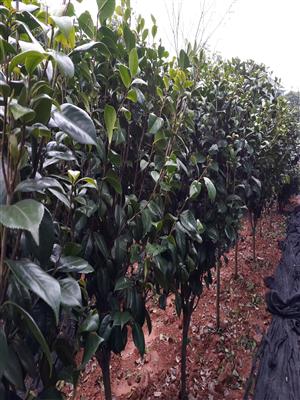 【苗木供应信息】优质高杆茶花球 精品红继木球