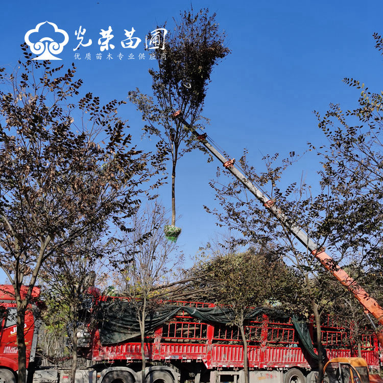 榉树哪里价格便宜