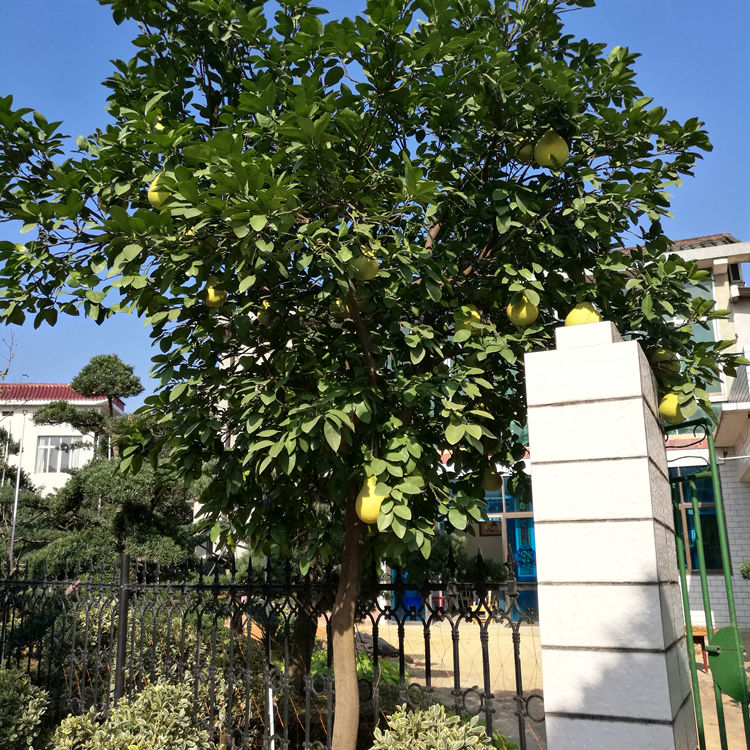 柚子树.jpg
