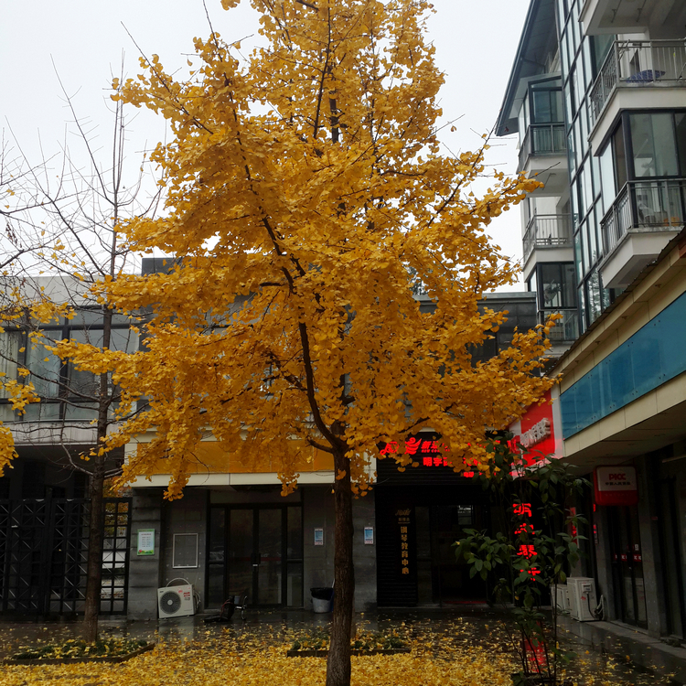 景观树银杏.jpg