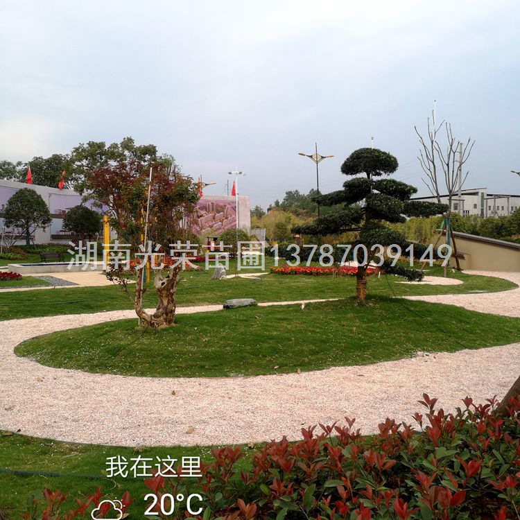 雪松移栽与管理的“七项注意”