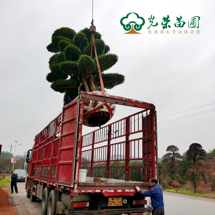 专业技术人员吊装小叶女贞桩景.jpg