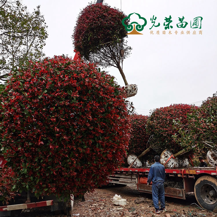 高品质红叶石楠树正在装车发货.jpg