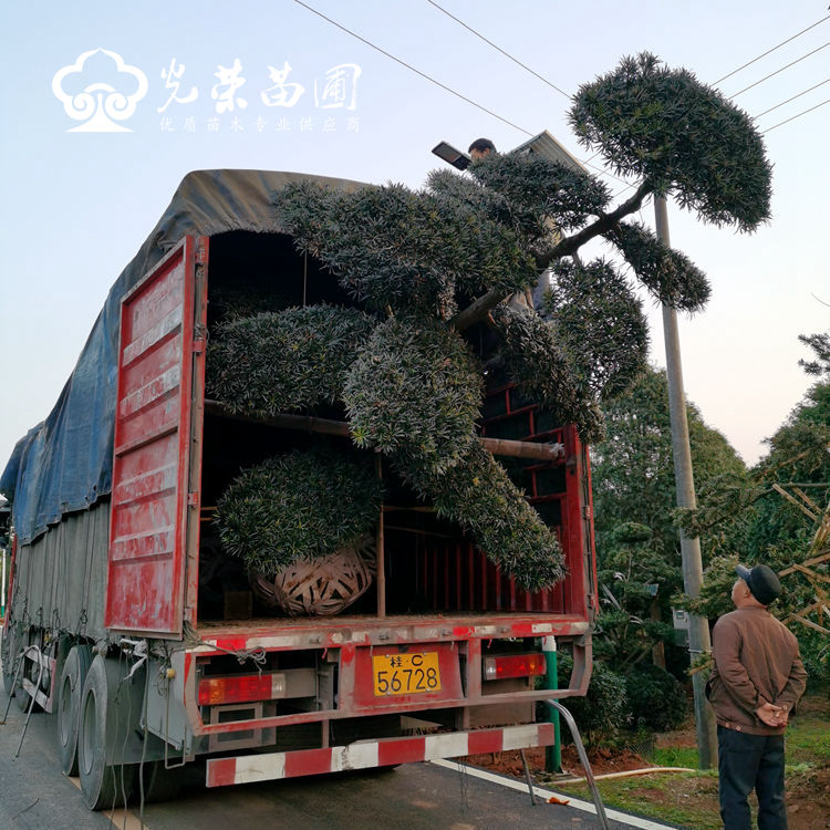 罗汉松造型桩景装待发车.jpg